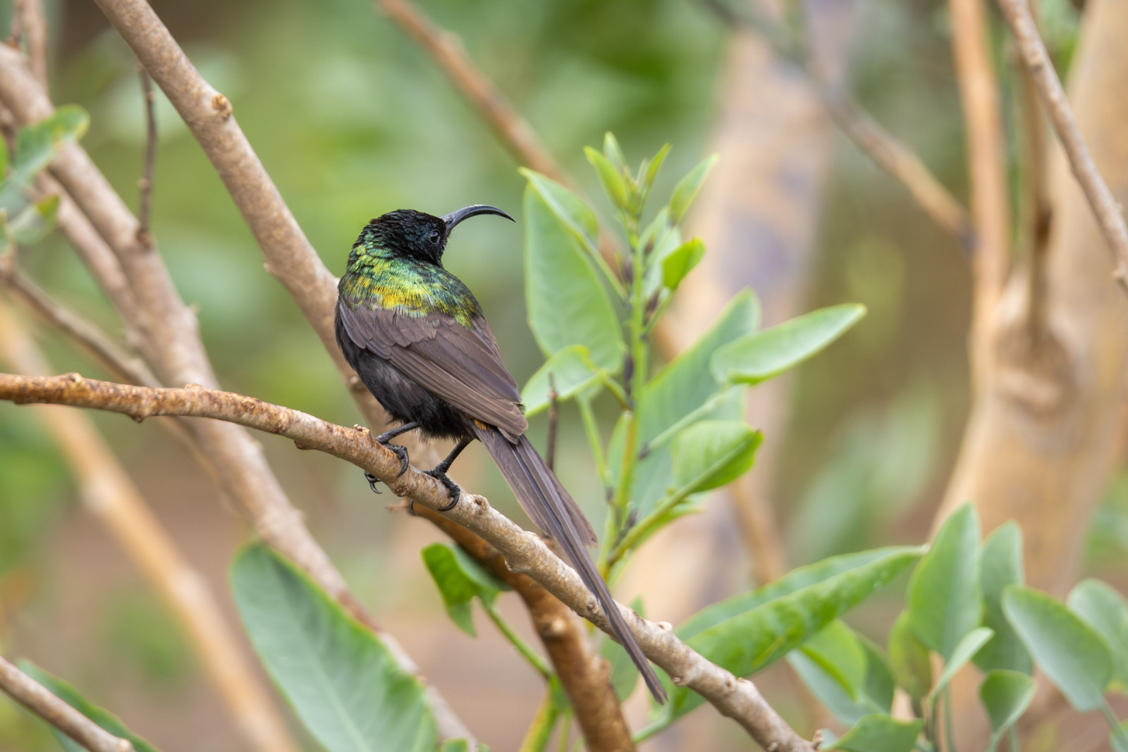 image Bronze Sunbird